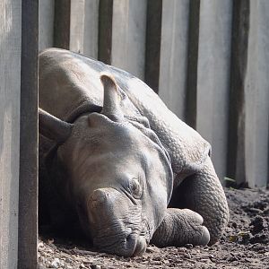 Sleeping Indian rhinoceros (Rhinoceros unicornis) Vaiana, 2021-07-20