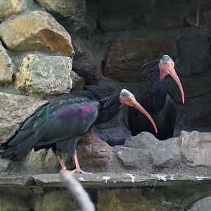 Waldrapps (Geronticus eremita), 2021-07-20