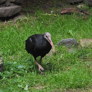 Juvenile Waldrapp (Geronticus eremita), 2021-07-20