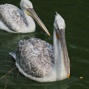 Dalmatian pelican (Pelecanus crispus), 2021-07-20