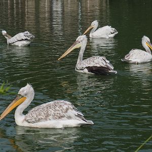 Dalmatian pelicans (Pelecanus crispus), 2021-07-20