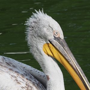 Dalmatian pelican (Pelecanus crispus), 2021-07-20