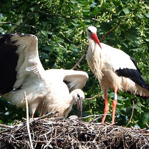 European white storks (Ciconia ciconia), Adult and juvenile on nest, 2021-07-20