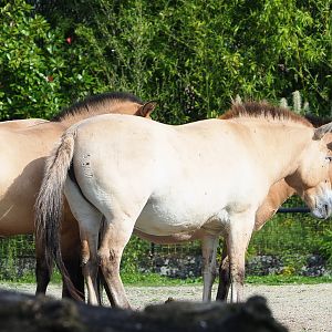 Przewalski's horse (Equus ferus przewalskii), 2021-07-20