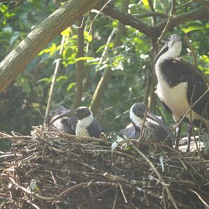 Straw-necked ibises on nest (Threskiornis spinicollis), 2021-07-20