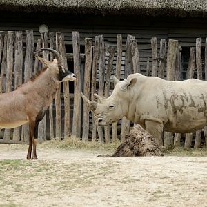Roan antilope & white rhino