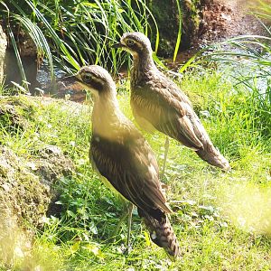 Bush thick-knees (Burhinus grallarius), 2021-07-20