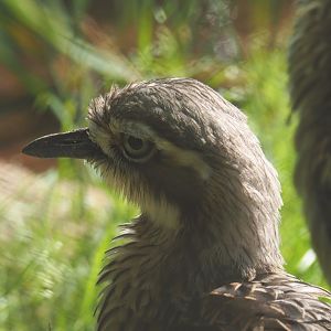 Bush thick-knee (Burhinus grallarius), 2021-07-20