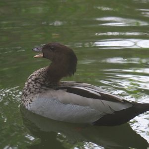 Australian wood duck drake (Chenonetta jubata), 2021-07-20