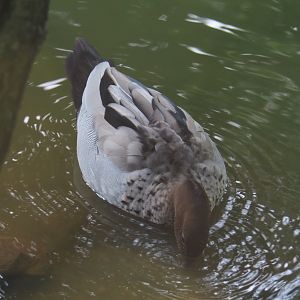Australian wood duck drake (Chenonetta jubata), 2021-07-20