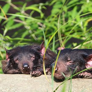 Tasmanian devils (Sarcophilus harrisii), 2021-07-20