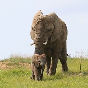 African Elephant