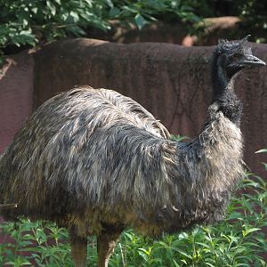 Emu (Dromaius novaehollandiae), 2021-07-20