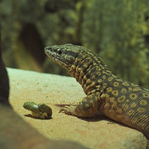 Spiny-tailed monitor (Varanus acanthurus), 2021-07-20