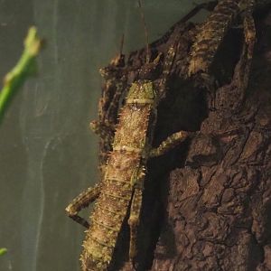 Thorny devil stick insect (Eurycantha calcarata), 2021-07-20