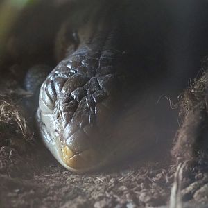 Eastern blue-tongued skink (Tiliqua scincoides scincoides), 2021-07-20