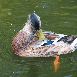 Wild Mallard drake in eclipse plumage (Anas platyrhynchos), 2021-07-20