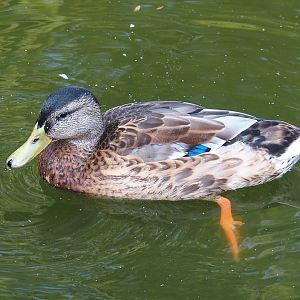 Wild Mallard drake in eclipse plumage (Anas platyrhynchos), 2021-07-20