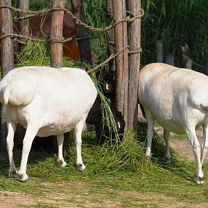 Somali Black-headed sheep (Ovis aries), 2021-07-20