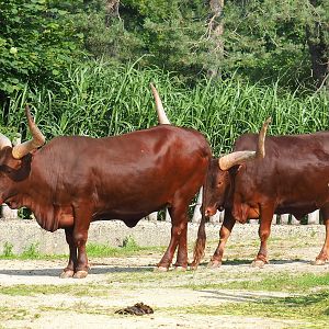 Ankole-Watusi cattle (Bos taurus indicus), 2021-07-20