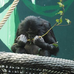 Bonobo (Pan paniscus), 2021-07-20