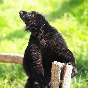 Male black lemur (Eulemur macaco), 2021-07-20