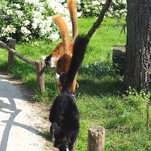 Black lemurs (Eulemur macaco), 2021-07-20