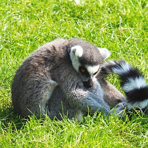 Ring-tailed lemur (Lemur catta), 2021-07-20