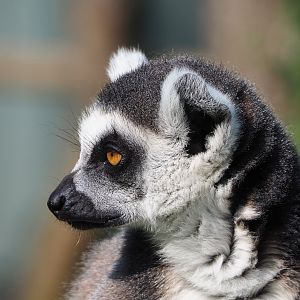 Ring-tailed lemur (Lemur catta), 2021-07-20
