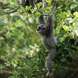 Silvery Gibbon