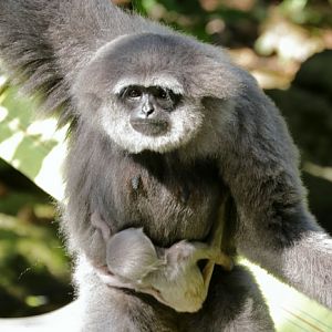 Silvery Gibbon