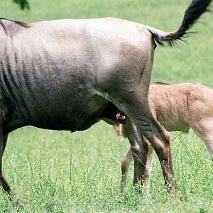 Virginia Safari Park - Blue wildebeest nursing, June 2020
