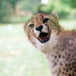 Virginia Safari Park - Cheetah cub, June 2020