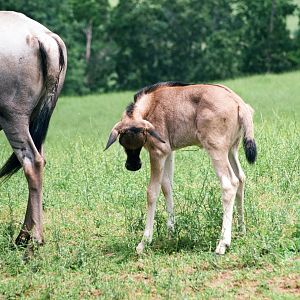 Virginia Safari Park - Blue wildebeest calf, June 2020