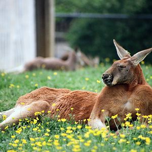 Virginia Safari Park - Red Kangaroo