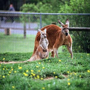 Virginia Safari Park - Red Kangaroo
