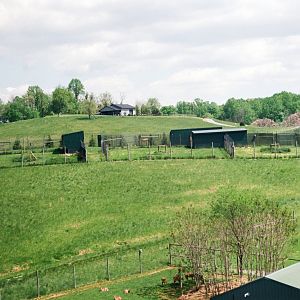 Virginia Safari Park - Cheetah breeding center (up on hill)