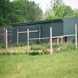 Virginia Safari Park - Cheetah breeding center (up on hill)