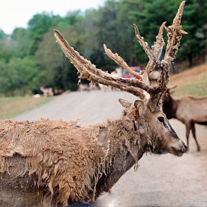 Virginia Safari Park - Pere David's Deer, Elk