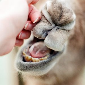 Virginia Safari Park - Bactrian calf scritches