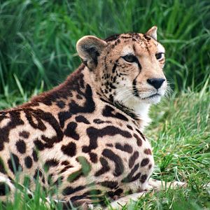 Virginia Safari Park - Mona Lisa, king cheetah