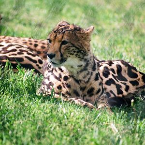 Virginia Safari Park - king cheetah yearling