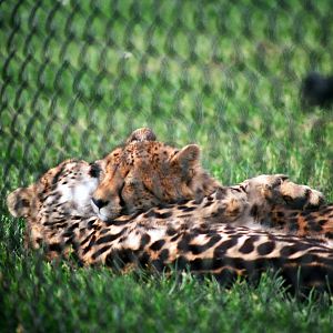 Virginia Safari Park - king cheetah yearling cuddling a spotted sibling