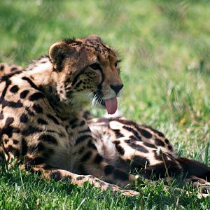 Virginia Safari Park - king cheetah yearling