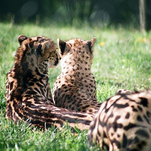 Virginia Safari Park - stripes and spots (king cheetah yearlings)