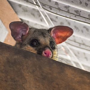 Possum Peeakaboo