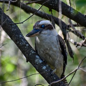 Laughing Kookaburra (Dacelo novaeguineae)