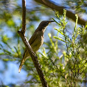 Brown Honeyeater (Lichmera indistincta)