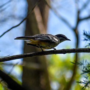Varied Triller (Lalage leucomela)