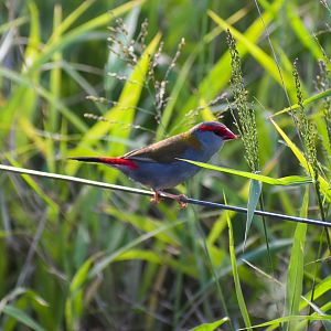 Red-browed Finch (Neochmia temporalis)